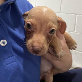 Chihuahua and Mixed Breed Dogs Available for Adoption in Richmond Hill, Georgia - Porky | PetCurious