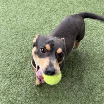 Dachshund Dogs Available for Adoption in Long Beach, California - Denim | PetCurious