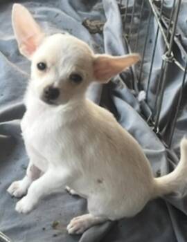 Leslie -  Chihuahua Dog for Adoption in Longmont, Colorado - Leslie | PetCurious