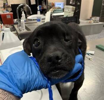 FRANK -  Chihuahua and Mixed Breed Dog for Adoption in Thousand Palms, California - FRANK | PetCurious