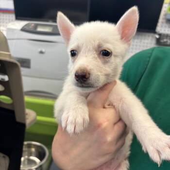 Autumn -  Husky and Mixed Breed Dog for Adoption in Montgomery, Alabama - Autumn | PetCurious