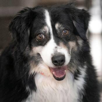 Zoey (MR26-337) -  Australian Shepherd Dog for Adoption in Peyton, Colorado - Zoey (MR26-337) | PetCurious