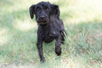 Rescue Schnoodle Dogs for Adoption in Richmond, Texas - Tylin | PetCurious