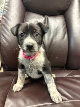 Stormfront -  Border Collie and Shepherd Dog for Adoption in Carson City, Nevada - Stormfront | PetCurious