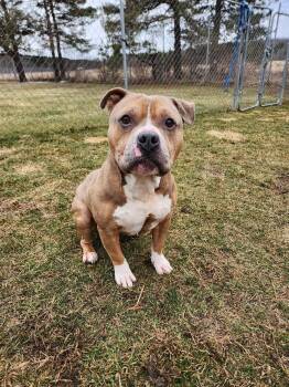 American Bully Dogs Available for Adoption in Caro, Michigan - Beefy | PetCurious