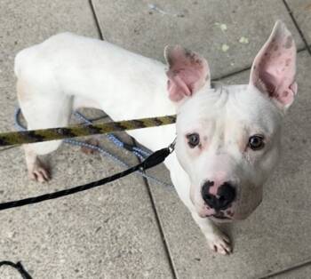 Rescue Mixed Breed Dogs for Adoption in Cincinnati, Ohio - Jericho | PetCurious