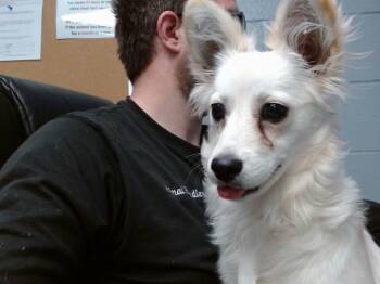 SAVANNAH -  Pomeranian and Chihuahua Dog for Adoption in Albuquerque, New Mexico - SAVANNAH | PetCurious