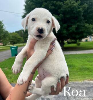Koa -  Mixed Breed Dog for Adoption in Spring Hill, Tennessee - Koa | PetCurious