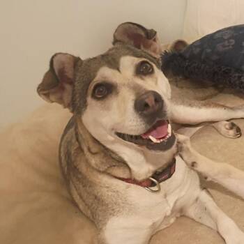 Husky and Mixed Breed Dogs Available for Adoption in Houston, Texas - Sunny - Gentle Spirit & Belly Rub Lover | PetCurious