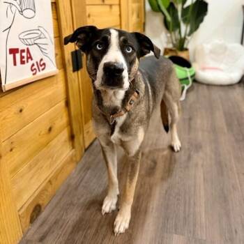 Husky and Labrador Retriever Dogs Available for Adoption - Freddy Potato The Pack Loving Pal | PetCurious