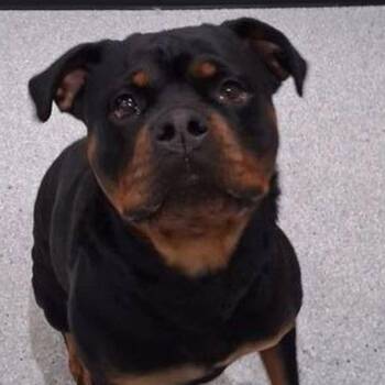 Rio -  Rottweiler Dog for Adoption in Lake Havasu City, Arizona - Rio | PetCurious