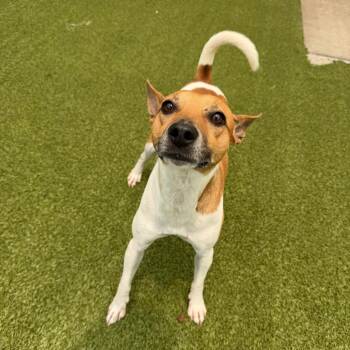 Bagel -  Mixed Breed Dog for Adoption in Titusville, Florida - Bagel | PetCurious
