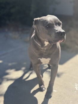 Rescue Pit Bull Terrier Dogs for Adoption in Woodland, California - Bell | PetCurious