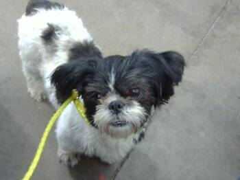 MUMU -  Shih Tzu and Mixed Breed Dog for Adoption in Dallas, Texas - MUMU | PetCurious