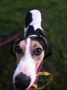 Bo -  Treeing Walker Coonhound Dog for Adoption in Sweetwater, Tennessee - Bo | PetCurious