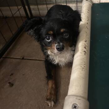 Boxxy Face -  Pomeranian and Terrier Dog for Adoption in Venice, Florida - Boxxy Face | PetCurious