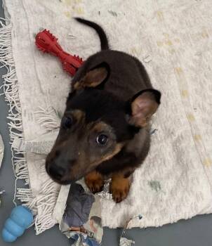 German Shepherd Dog and Husky Dogs Available for Adoption in Winnipeg, Manitoba - Metro | PetCurious