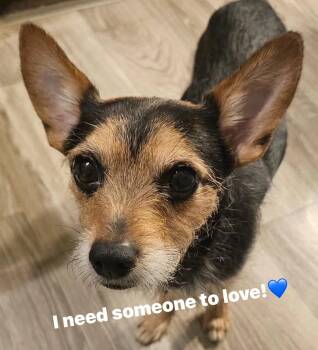 Rat Terrier Dogs Available for Adoption in New York, New York - Ramesses  | PetCurious