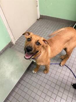 BAILEY -  Pit Bull Terrier and Mixed Breed Dog for Adoption in Killeen, Texas - BAILEY | PetCurious