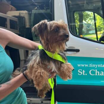Ashlyn -  Yorkshire Terrier Dog for Adoption in Campton Hills, Illinois - Ashlyn | PetCurious