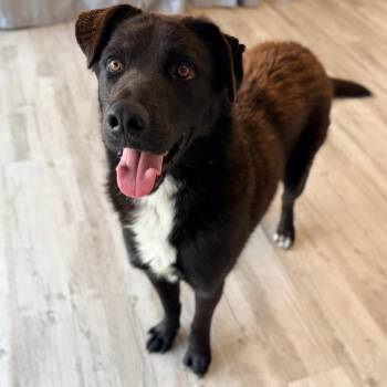 Sammy -  Australian Shepherd and Mixed Breed Dog for Adoption in Green Bay, Wisconsin - Sammy | PetCurious