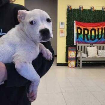 500 Miles -  Mixed Breed Dog for Adoption in Davenport, Iowa - 500 Miles | PetCurious
