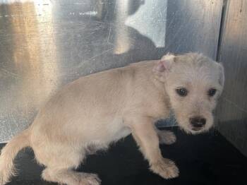 PISTACHIO -  Chihuahua Dog for Adoption in Ontario, California - PISTACHIO | PetCurious