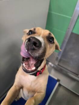 Atticus -  Mixed Breed Dog for Adoption in Wellington, Kansas - Atticus | PetCurious