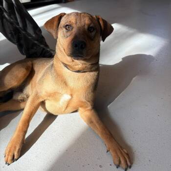Mixed Breed Dogs Available for Adoption - Wonton | PetCurious