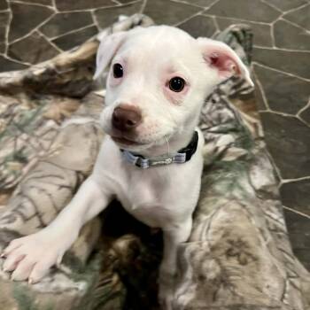 Rat Terrier and Mixed Breed Dogs Available for Adoption - Dolly | PetCurious