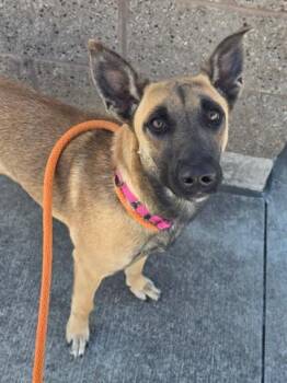 Tillie -  Belgian Shepherd Malinois Dog for Adoption in Manteca, California - Tillie | PetCurious