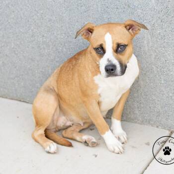Rosie -  Terrier and Mixed Breed Dog for Adoption in Abilene, Texas - Rosie | PetCurious
