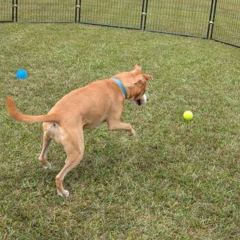 Bonnie 04-2230 -  Boxer and Pit Bull Terrier Dog for Adoption in Covington, Georgia - Bonnie 04-2230 | PetCurious