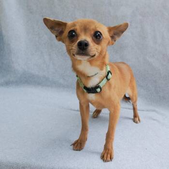 Chihuahua and Mixed Breed Dogs Available for Adoption in Richmond, California - STEFAN | PetCurious