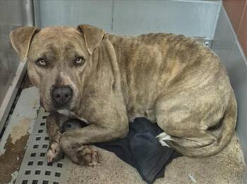 Staffordshire Bull Terrier and Mixed Breed Dogs Available for Adoption - BONNET | PetCurious