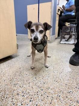 COCO -  Miniature Pinscher Dog for Adoption in Doral, Florida - COCO | PetCurious