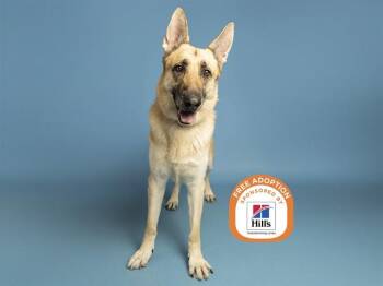 REX -  German Shepherd Dog Dog for Adoption in Phoenix, Arizona - REX | PetCurious