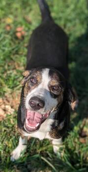 Rescue Mixed Breed Dogs for Adoption - Mallory (Courtesy Post) | PetCurious