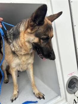 German Shepherd Dog Dogs Available for Adoption in Houston, Texas - A656318 | PetCurious