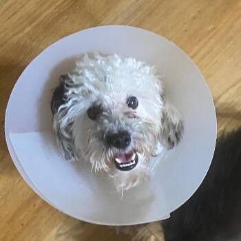 Marshmallow -  Miniature Poodle Dog for Adoption in Houston, Texas - Marshmallow | PetCurious