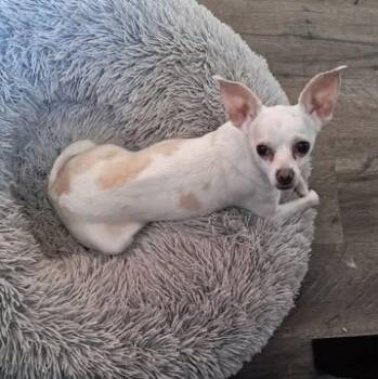 Chihuahua Dogs Available for Adoption in Lexington, Kentucky - Angel | PetCurious