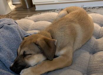 Penelope -  Shepherd Dog for Adoption in Wendell, North Carolina - Penelope | PetCurious