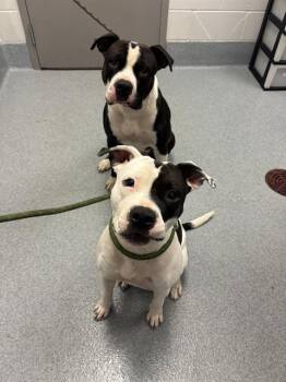 NOVA -  Pit Bull Terrier Dog for Adoption in Indianapolis, Indiana - NOVA | PetCurious