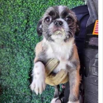 Pug and Terrier Dogs Available for Adoption in Tacoma, Washington - Lightning | PetCurious