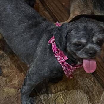 Shih Tzu Dogs Available for Adoption in Kansas City, Missouri - Mollie Sue | PetCurious