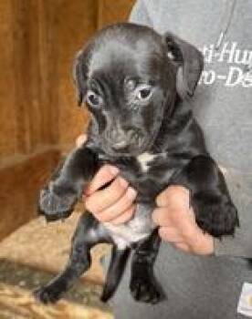 Mixed Breed Dogs Available for Adoption - Zoey | PetCurious