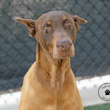Centauro -  Doberman Pinscher and Mixed Breed Dog Available for Adoption in Abilene, Texas - Centauro | PetCurious