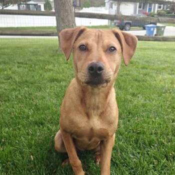 Pit Bull Terrier and Labrador Retriever Dogs Available for Adoption in Jarrettsville, Maryland - Emmy | PetCurious