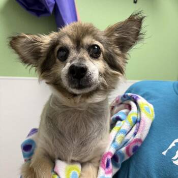 Leland -  Terrier and Mixed Breed Dog for Adoption in Bullhead City, Arizona - Leland | PetCurious