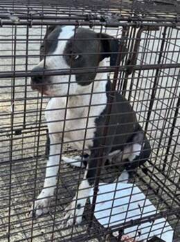 TULSI -  Mixed Breed Dog for Adoption in Dallas, Texas - TULSI | PetCurious